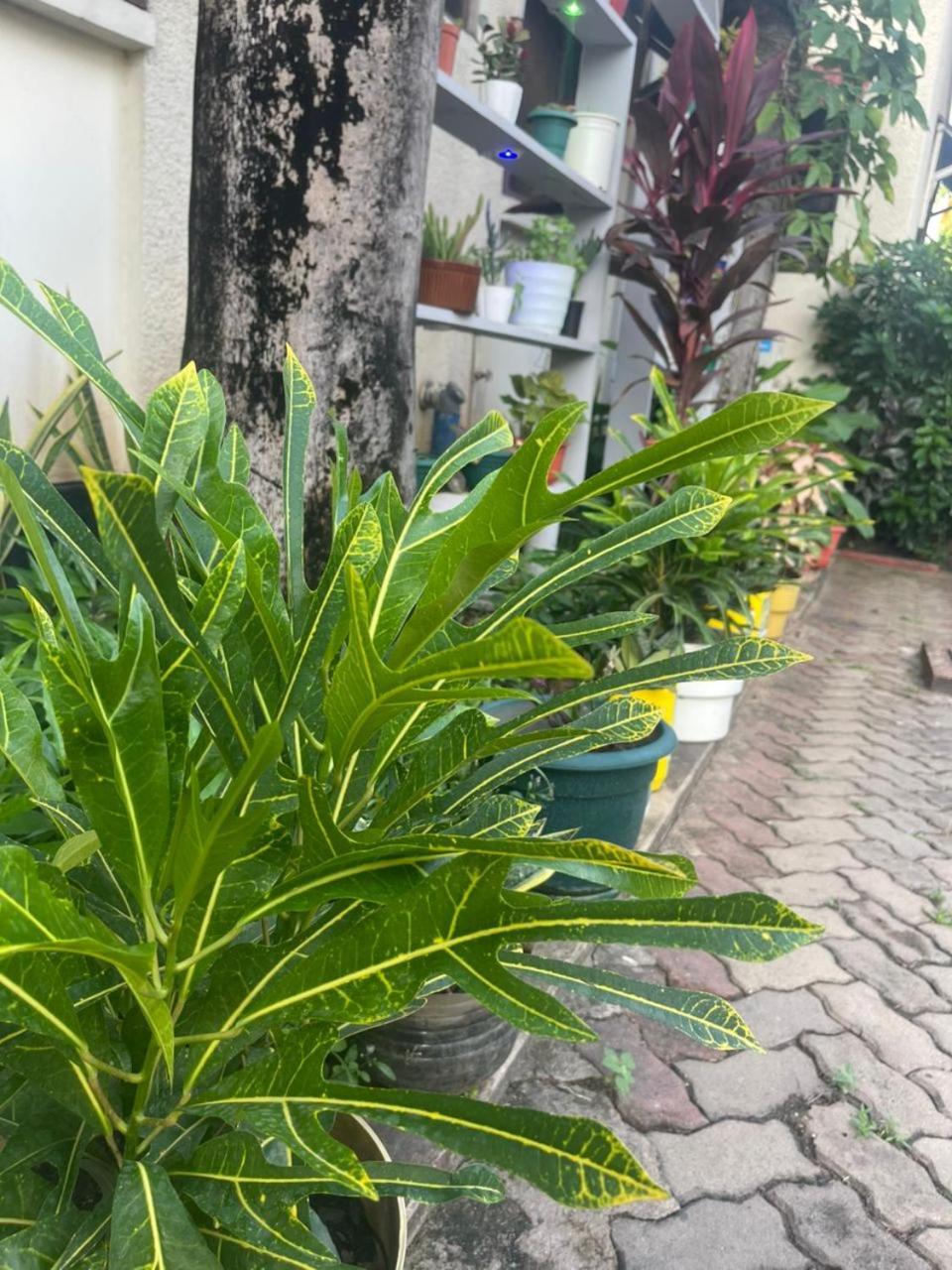 Bed and Breakfast L&J Modern Backpackers Kinondoni Dar es Salaam Esterno foto